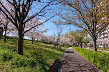 Japonya 'da kiraz çiçekleri, Tokyo