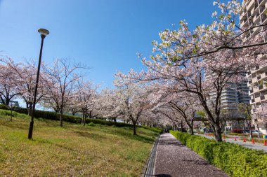 Japonya 'da kiraz çiçekleri, Tokyo