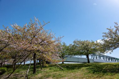 Japonya 'da kiraz çiçekleri, Tokyo