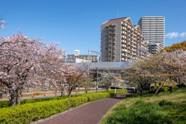 Japonya 'da kiraz çiçekleri, Tokyo