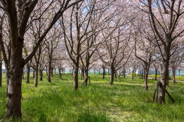 Japonya 'da kiraz çiçekleri, Tokyo