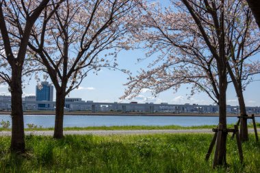Japonya 'da kiraz çiçekleri, Tokyo