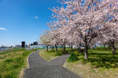 Japonya 'da kiraz çiçekleri, Tokyo