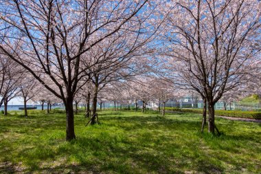 Japonya 'da kiraz çiçekleri, Tokyo