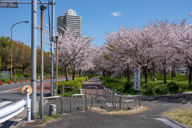 Japonya 'da kiraz çiçekleri, Tokyo