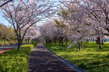 Japonya 'da kiraz çiçekleri, Tokyo