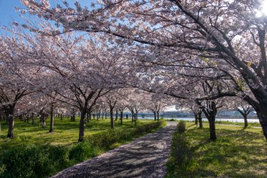 Japonya 'da kiraz çiçekleri, Tokyo