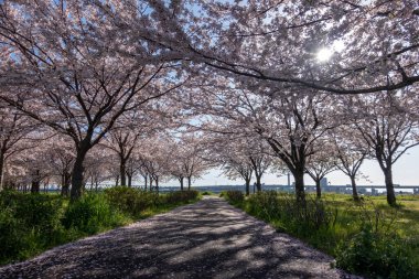 Japonya 'da kiraz çiçekleri, Tokyo