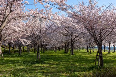 Japonya 'da kiraz çiçekleri, Tokyo