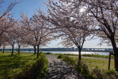 Japonya 'da kiraz çiçekleri, Tokyo