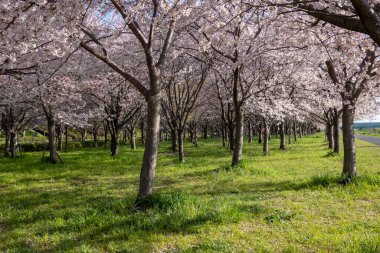 Japonya 'da kiraz çiçekleri, Tokyo