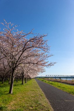 Japonya 'da kiraz çiçekleri, Tokyo