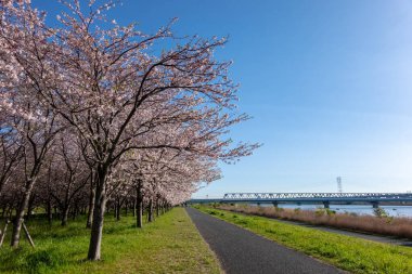 Japonya 'da kiraz çiçekleri, Tokyo