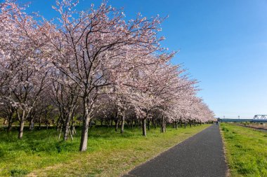 Japonya 'da kiraz çiçekleri, Tokyo