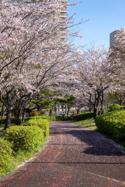 Japonya 'da kiraz çiçekleri, Tokyo