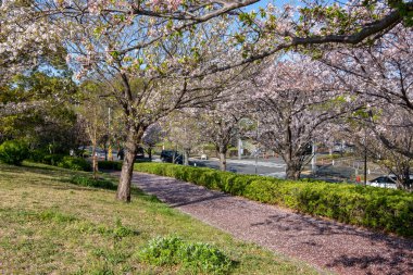 Japonya 'da kiraz çiçekleri, Tokyo