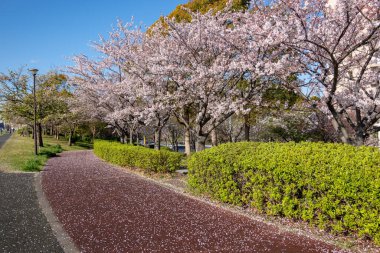 Japonya 'da kiraz çiçekleri, Tokyo
