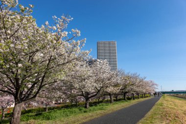 Japonya 'da kiraz çiçekleri, Tokyo