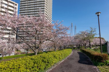 Japonya 'da kiraz çiçekleri, Tokyo