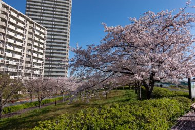 Japonya 'da kiraz çiçekleri, Tokyo