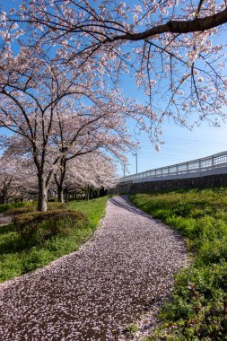 Japonya 'da kiraz çiçekleri, Tokyo