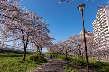 Japonya 'da kiraz çiçekleri, Tokyo