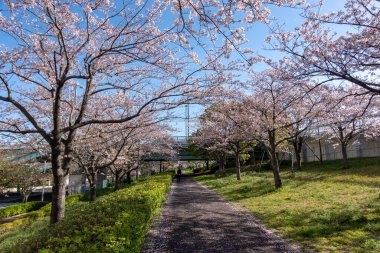 Japonya 'da kiraz çiçekleri, Tokyo