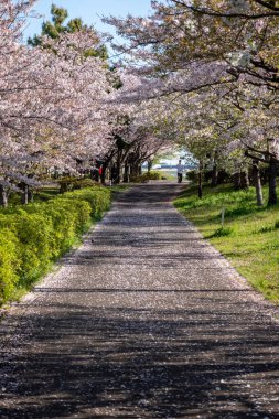 Japonya 'da kiraz çiçekleri, Tokyo