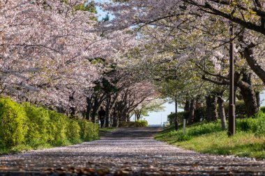 Japonya 'da kiraz çiçekleri, Tokyo