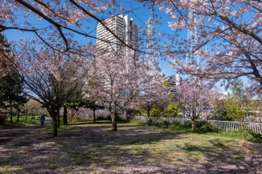 Japonya 'da kiraz çiçekleri, Tokyo