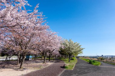 Japonya 'da kiraz çiçekleri, Tokyo