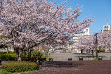 Japonya 'da kiraz çiçekleri, Tokyo