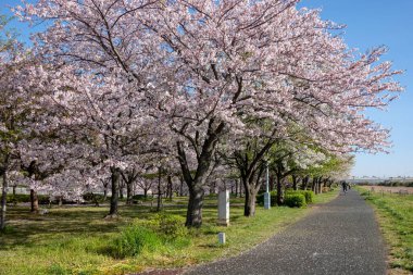 Japonya 'da kiraz çiçekleri, Tokyo