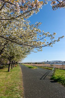 Japonya 'da kiraz çiçekleri, Tokyo