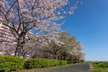 Japonya 'da kiraz çiçekleri, Tokyo