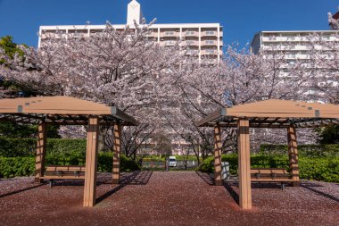 Japonya 'da kiraz çiçekleri, Tokyo