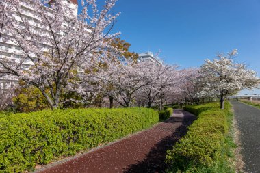 Japonya 'da kiraz çiçekleri, Tokyo