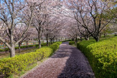Japonya 'da kiraz çiçekleri, Tokyo