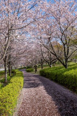 Japonya 'da kiraz çiçekleri, Tokyo