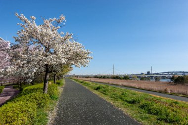 Japonya 'da kiraz çiçekleri, Tokyo