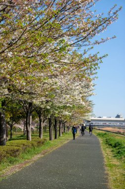 Japonya 'da kiraz çiçekleri, Tokyo