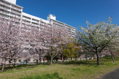 Japonya 'da kiraz çiçekleri, Tokyo