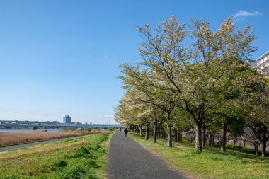 Japonya 'da kiraz çiçekleri, Tokyo