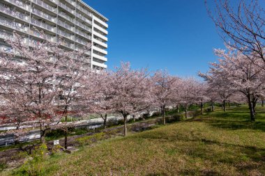 Japonya 'da kiraz çiçekleri, Tokyo