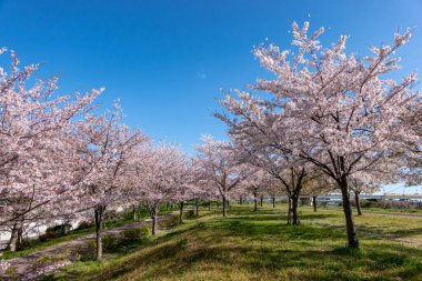 Japonya 'da kiraz çiçekleri, Tokyo