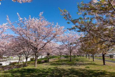 Japonya 'da kiraz çiçekleri, Tokyo