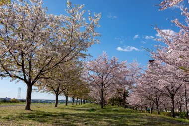 Japonya 'da kiraz çiçekleri, Tokyo
