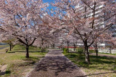 Japonya 'da kiraz çiçekleri, Tokyo