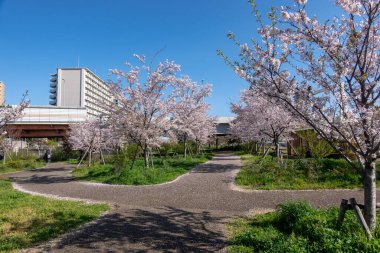 Japonya 'da kiraz çiçekleri, Tokyo