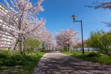 Japonya 'da kiraz çiçekleri, Tokyo